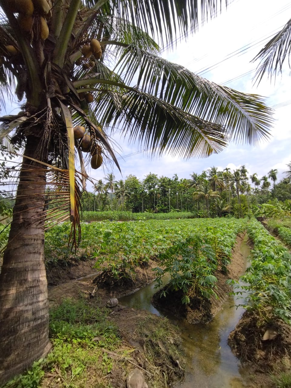 2 Acres of Prime Commercial/ Residential plots in Vagamon