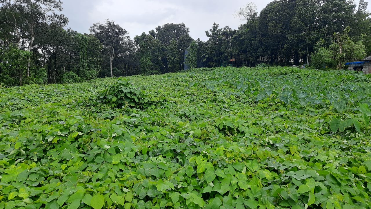 117 Cents of prime residential property - for sale in Bharananganam Kottayam, Kottayam, Kerala