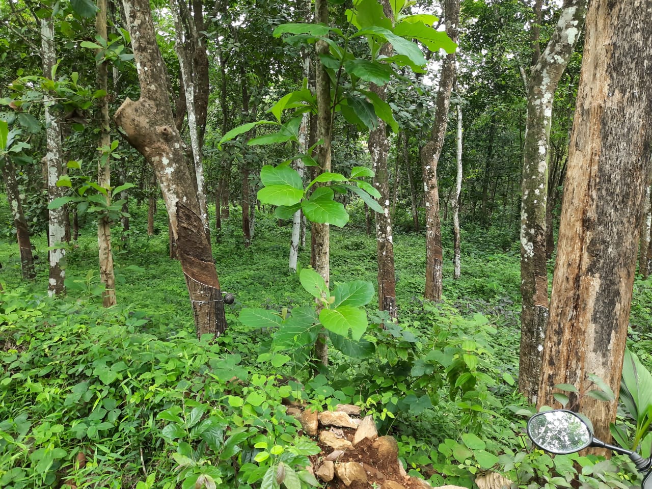 2.5Acres of Land