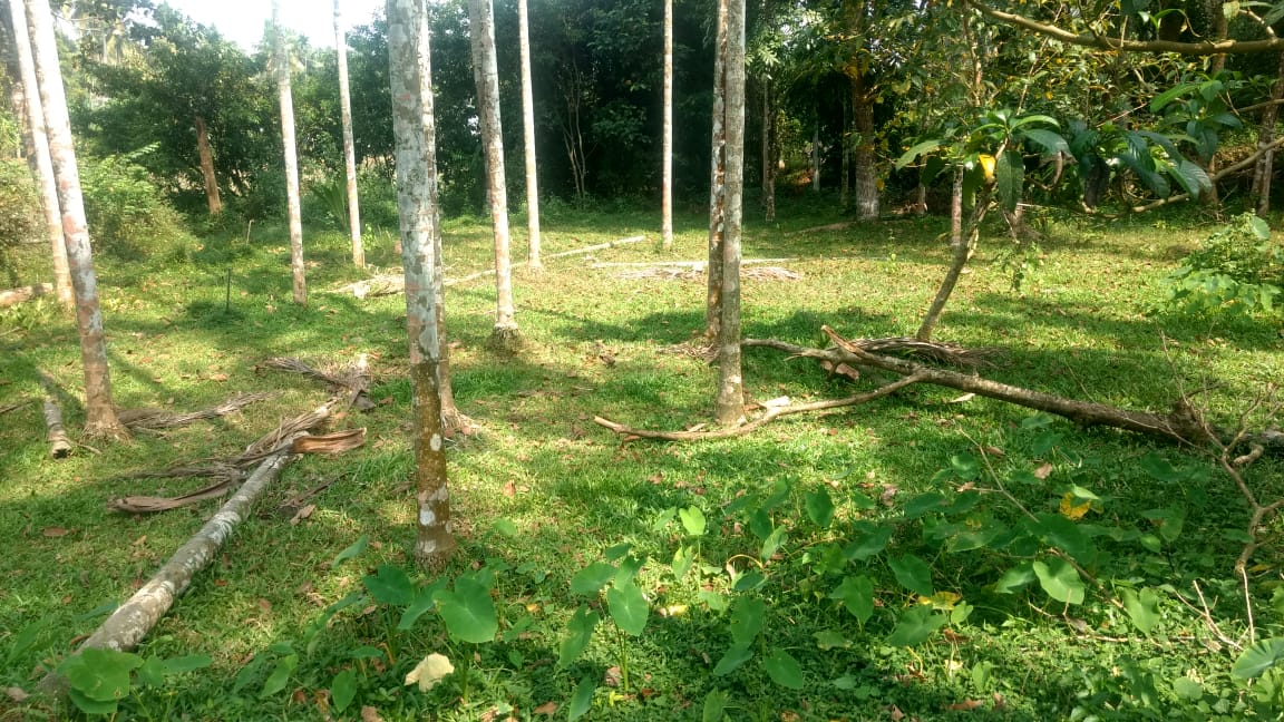 13.50 Cent of Land - for sale in Chottanikkra, Kochi ( Ernakulam ), Kerala