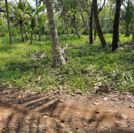 4.5 Acres of Prime Commercial Property