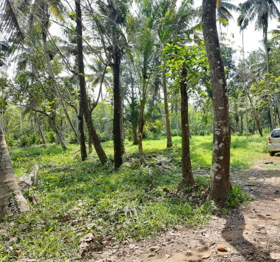 7.50cent of Residential Land with old house