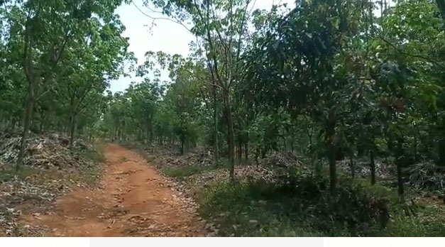 10 Acres of Rubber Plantation for sale.