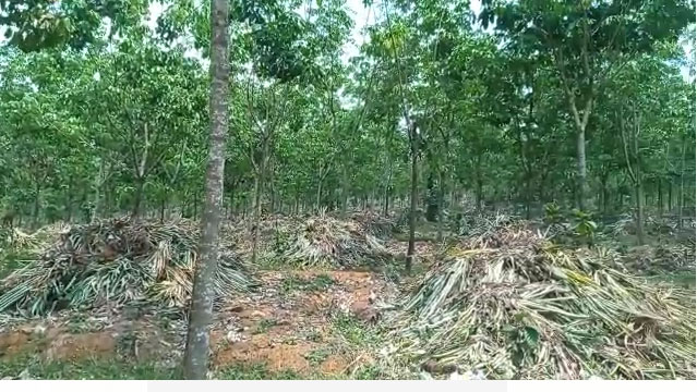 28 Acres of Rubber Plantation for sale.