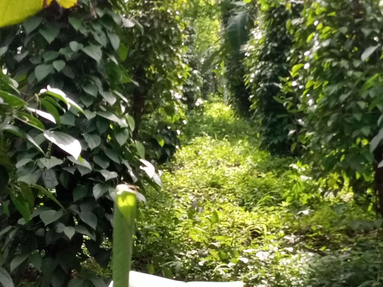11 Acres of Land with 2000sqft House - for sale in Nedunkandam, Idukki, Kerala