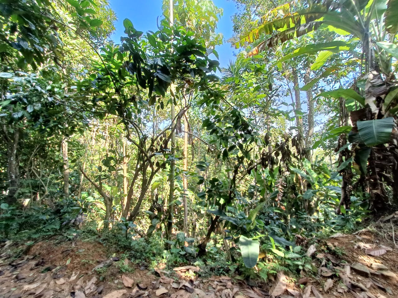 119 Cents of Land - for sale in Machiplavu, Idukki, Kerala
