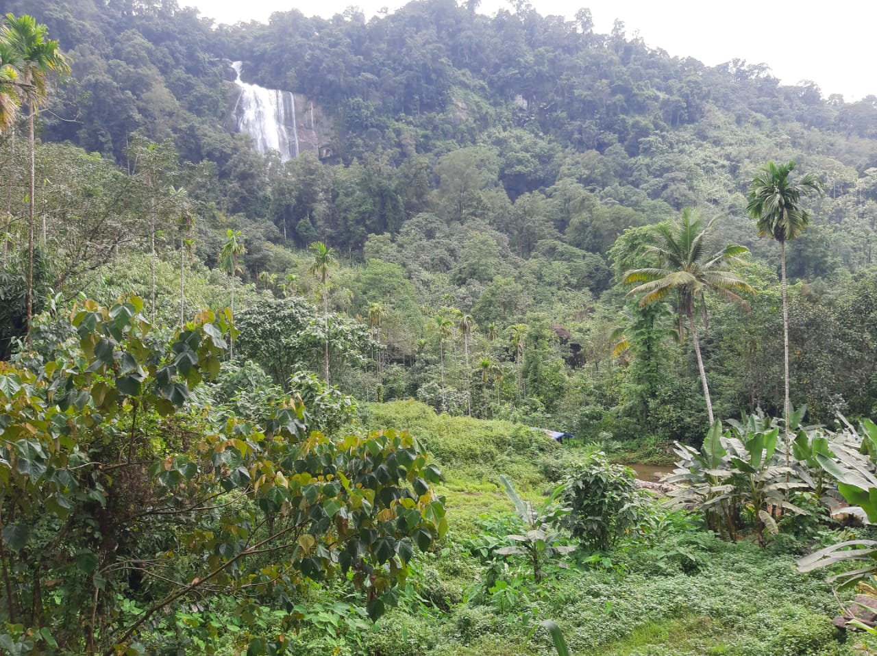 1Acres of Land - for sale in Mankulam, Idukki, Kerala