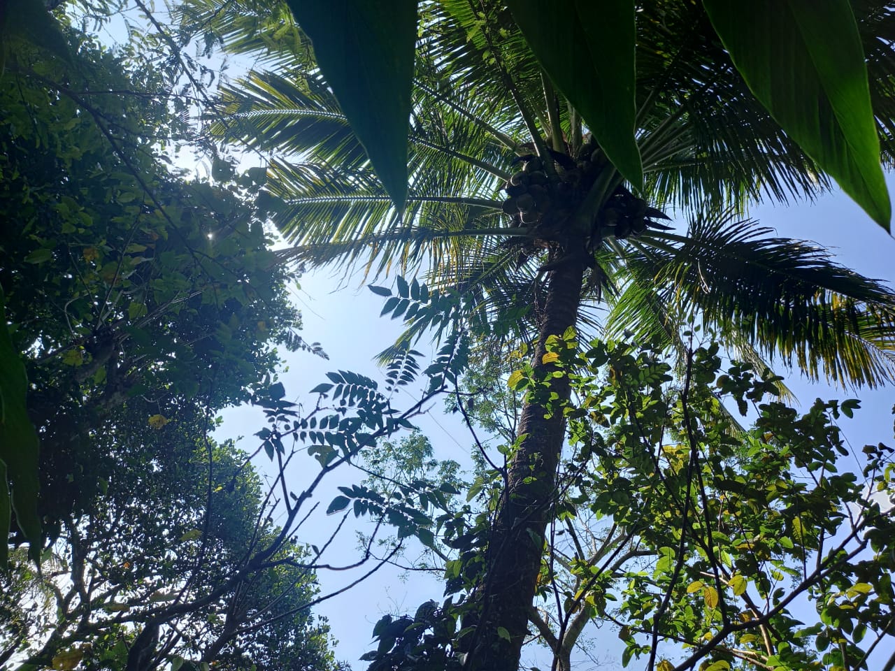 22 cent land near Airport, Nedumbassery - for sale in Airport Nedumbasery, Kochi ( Ernakulam ), Kerala