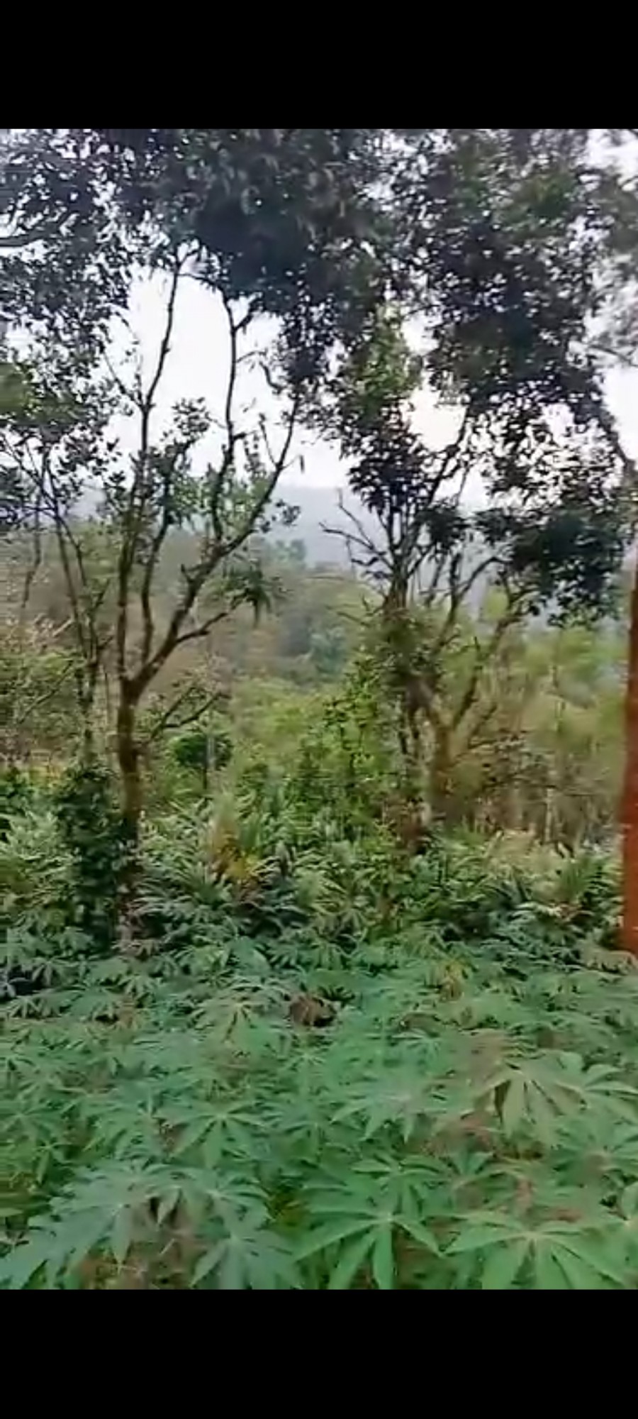 2Acres of Land - for sale in Rajakkad , Idukki, Kerala