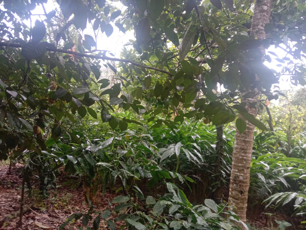 3.25 Acres of Land - for sale in Rajakkad , Idukki, Kerala