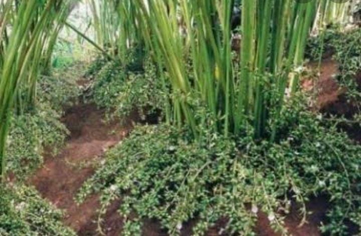 440 Acres of Full  Cardamom Plantation - for sale in Idukki, Idukki, Kerala