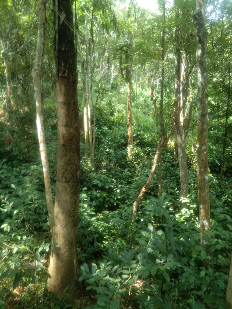 5 Acre land for sale.