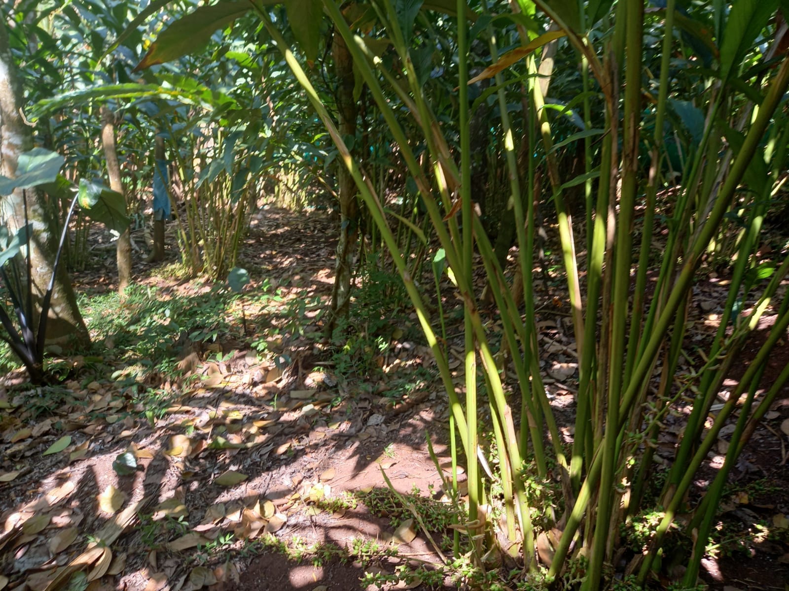 15 cents of Commercial Land in Nedumbassery