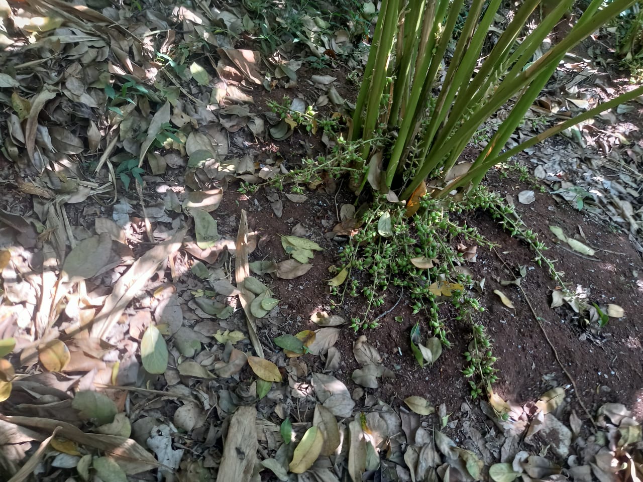 15 cents of Commercial Land in Nedumbassery