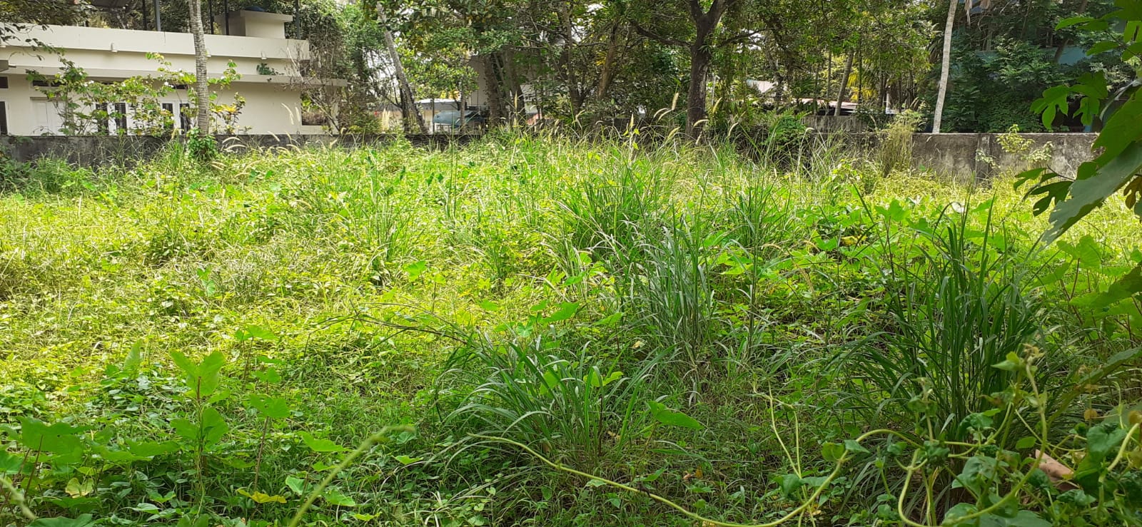 3BHK Brandnew House with 6cent 1450sqft in Vettikkal, Mulanthuruthy - for sale in Vettikkal, Kochi ( Ernakulam ), Kerala