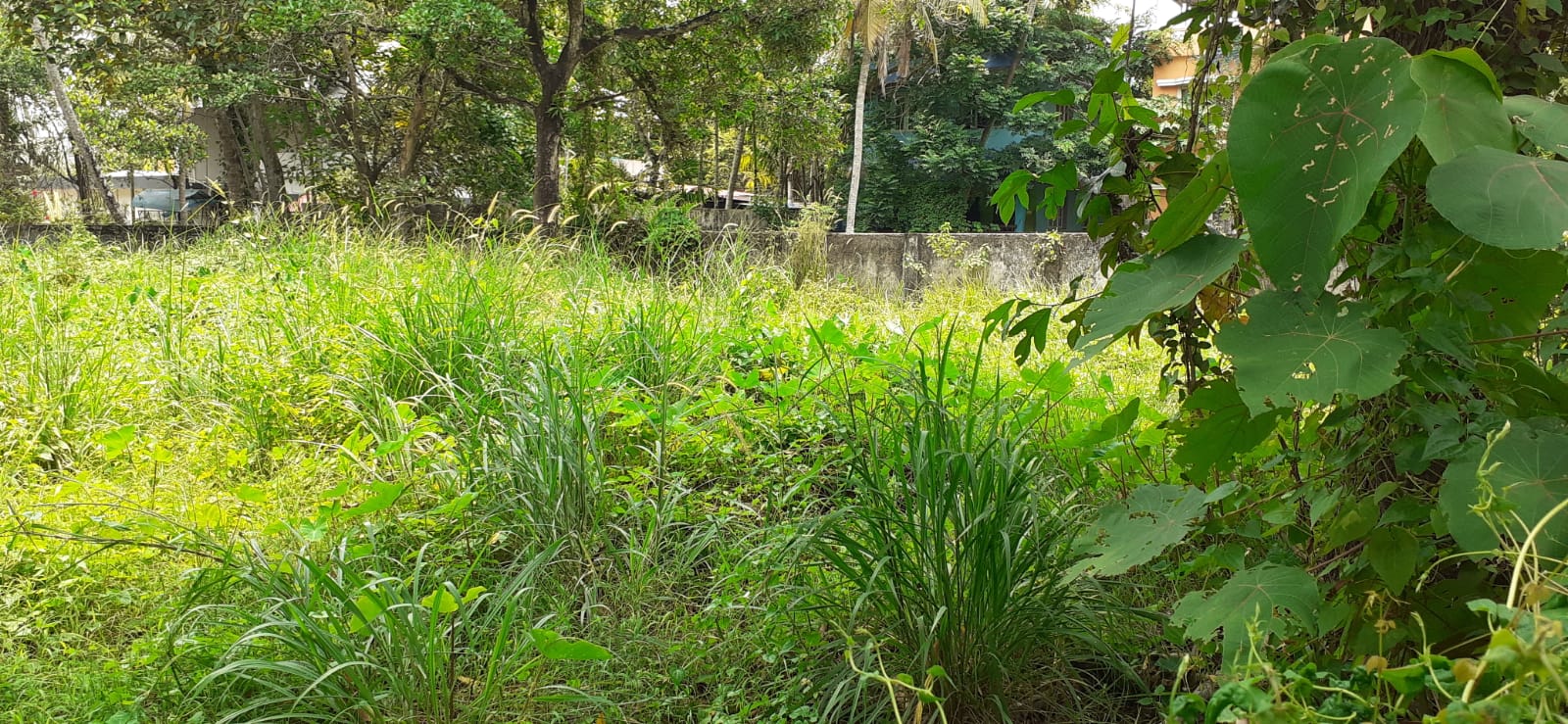 3BHK Brandnew House with 6cent 1450sqft in Vettikkal, Mulanthuruthy