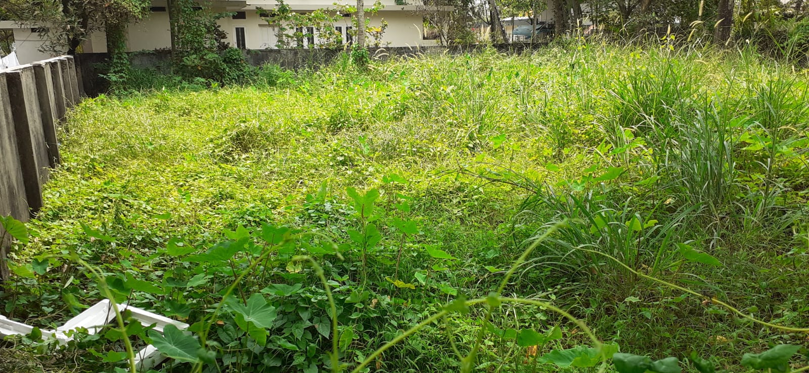 3BHK Brandnew House with 6cent 1450sqft in Vettikkal, Mulanthuruthy