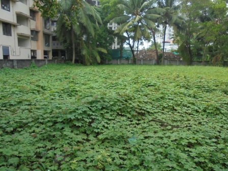 11 cents of land