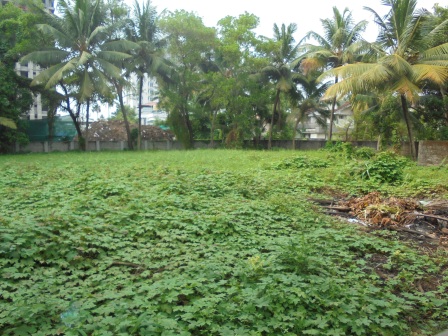 11 cents of land
