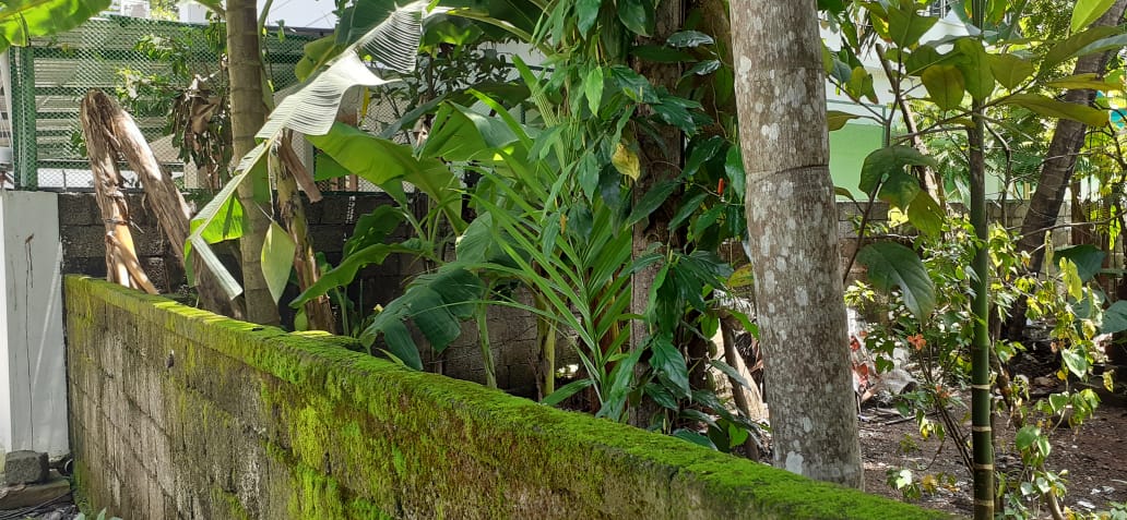 8.400cents of Residential plot in Kadayirippu, Kolenchery