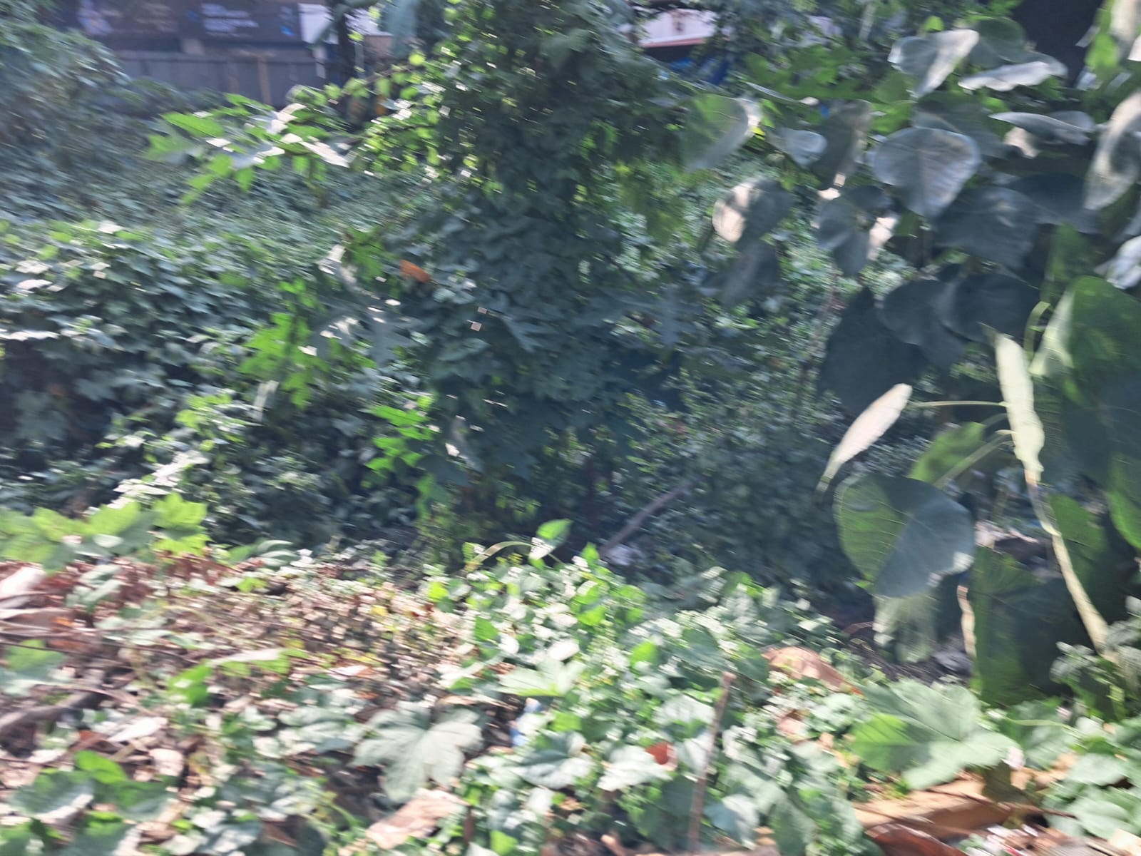37 cents of Land in Kadavanthra