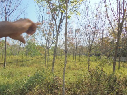 68 Cents of land