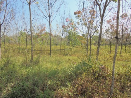 68 Cents of land