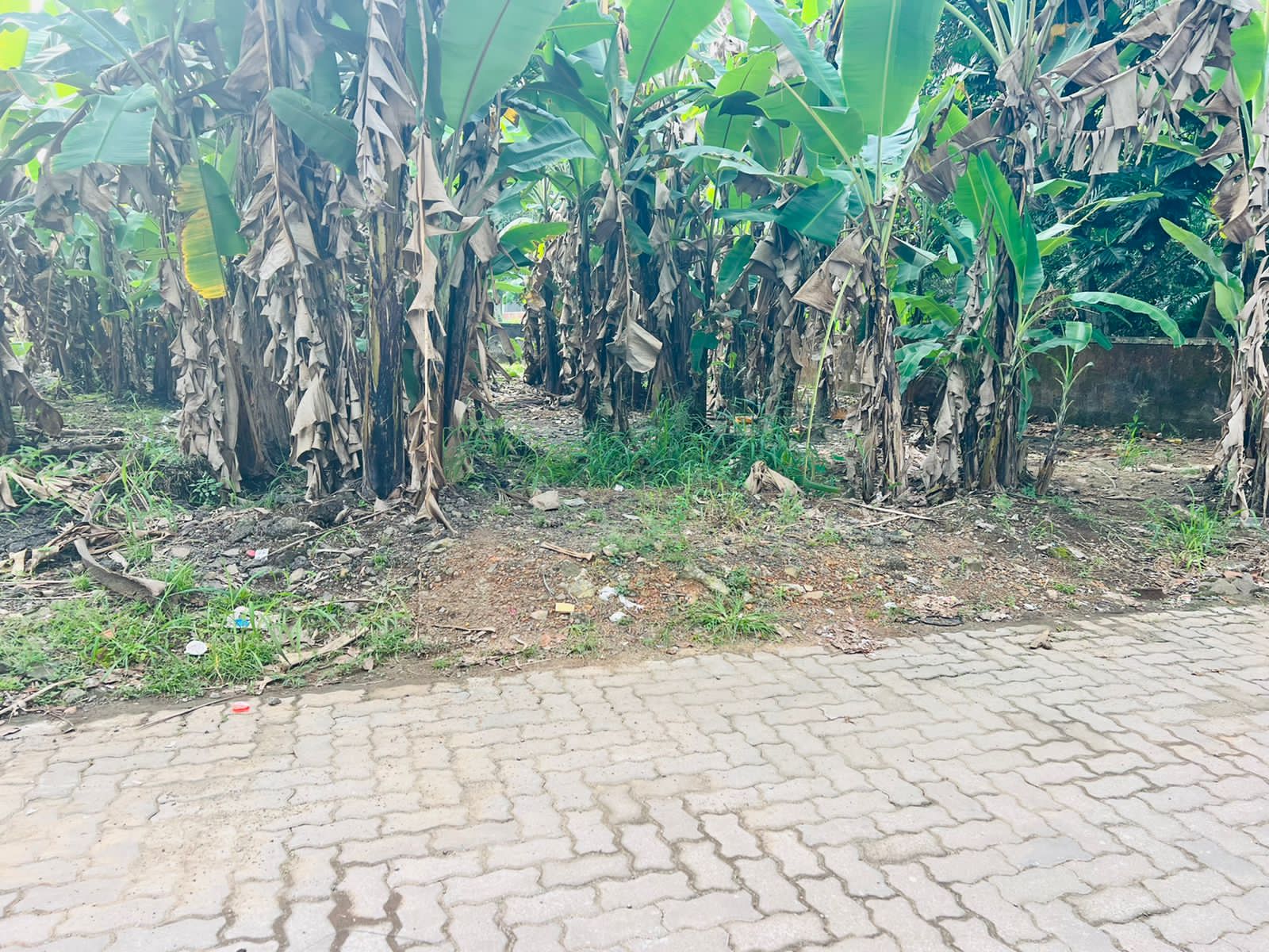 2000 sqft, 4BHK Semifurnished House in Pallikkara, Kakkanad - for sale in Pallikkara, Kochi ( Ernakulam ), Kerala