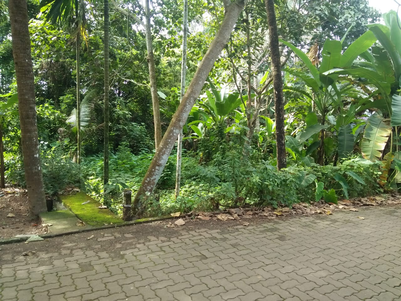 20Cent of Land - for sale in Pallikkara, Kochi ( Ernakulam ), Kerala