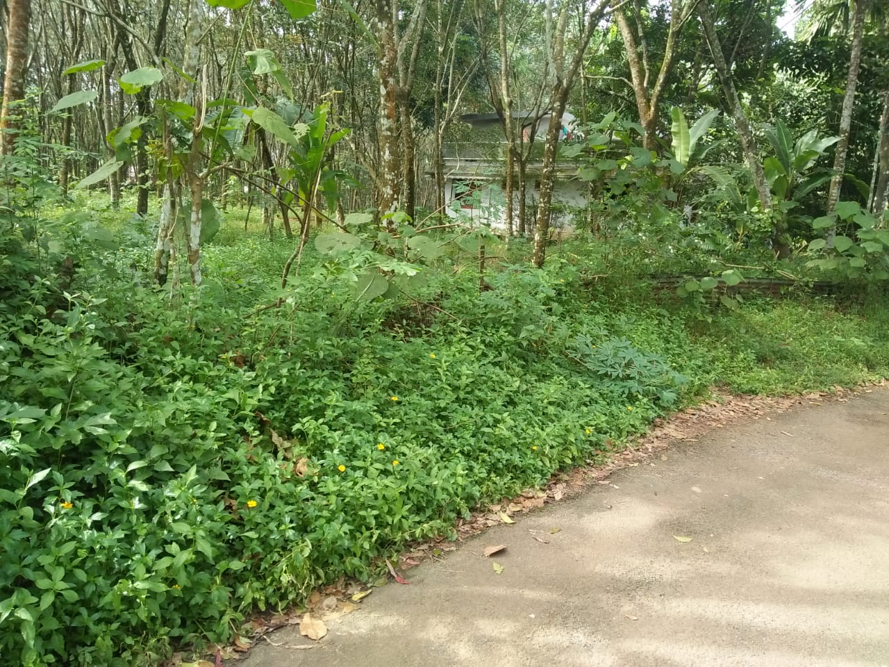 25 Cent of  Land Pallikkara, Kakkanad - for sale in Pallikkara, Kochi ( Ernakulam ), Kerala