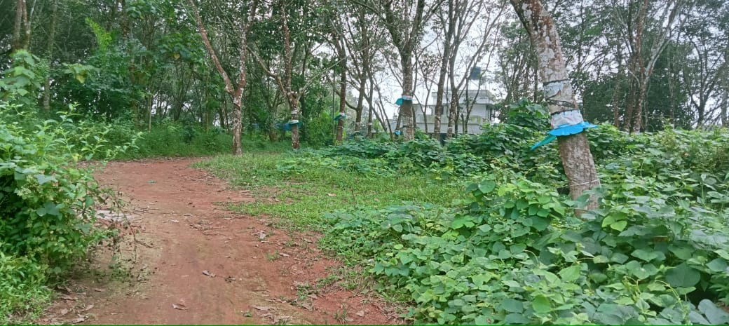 33 cents of Residential Plot in Parakod, Pallikkara