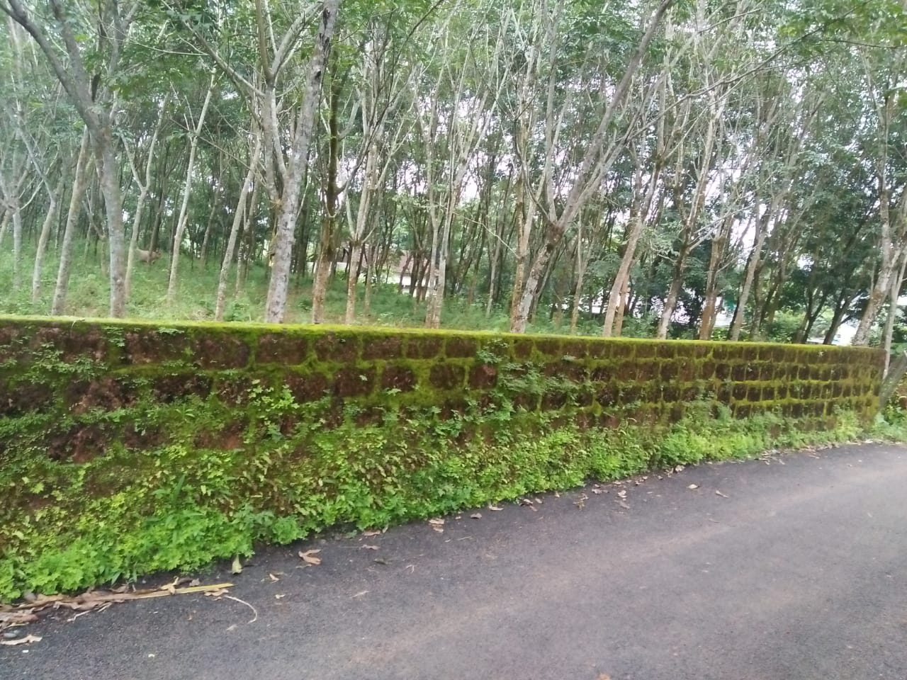 37 Cent land for sale. - for sale in Pallikkara, Kochi ( Ernakulam ), Kerala