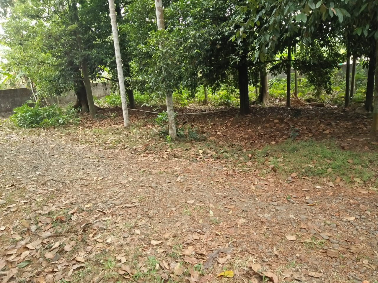 8cents of land
