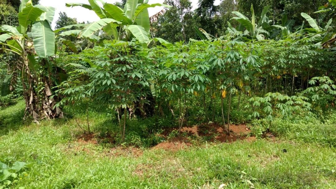 6cents of land - for sale in Wonderla Pallikkara, Kochi ( Ernakulam ), Kerala