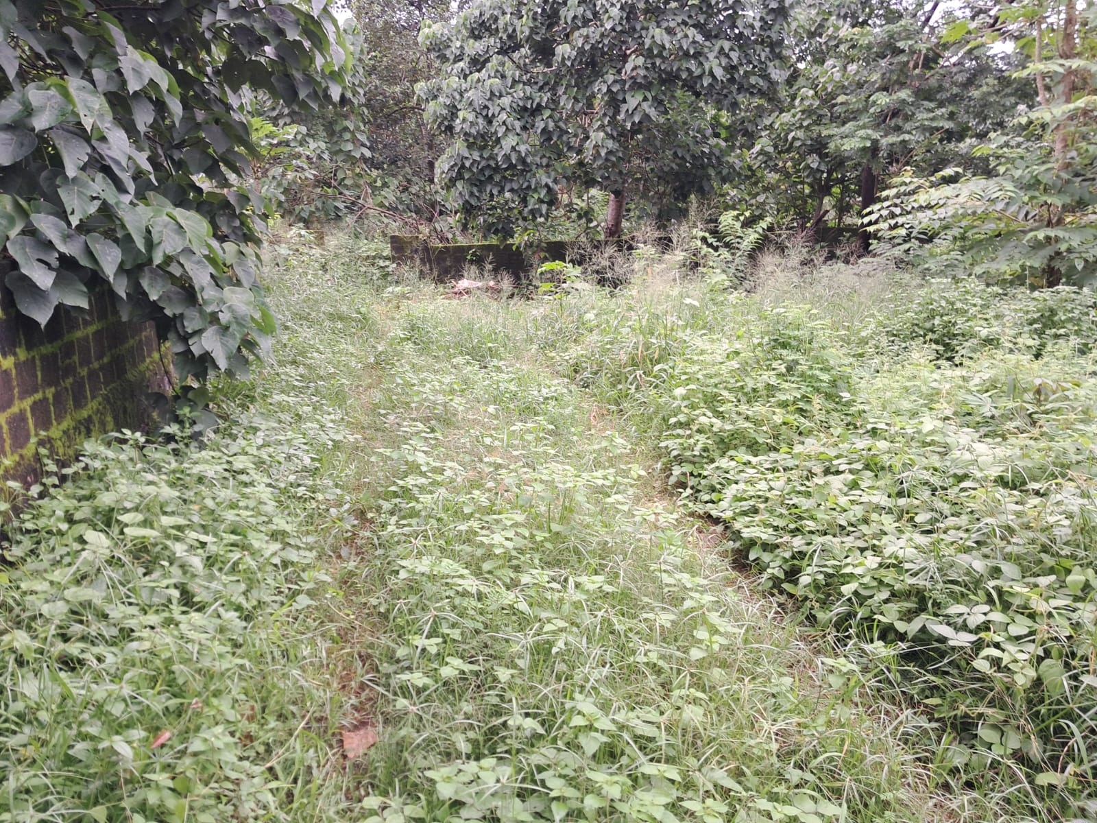 8.200 cents of Commercial/ Residential Land