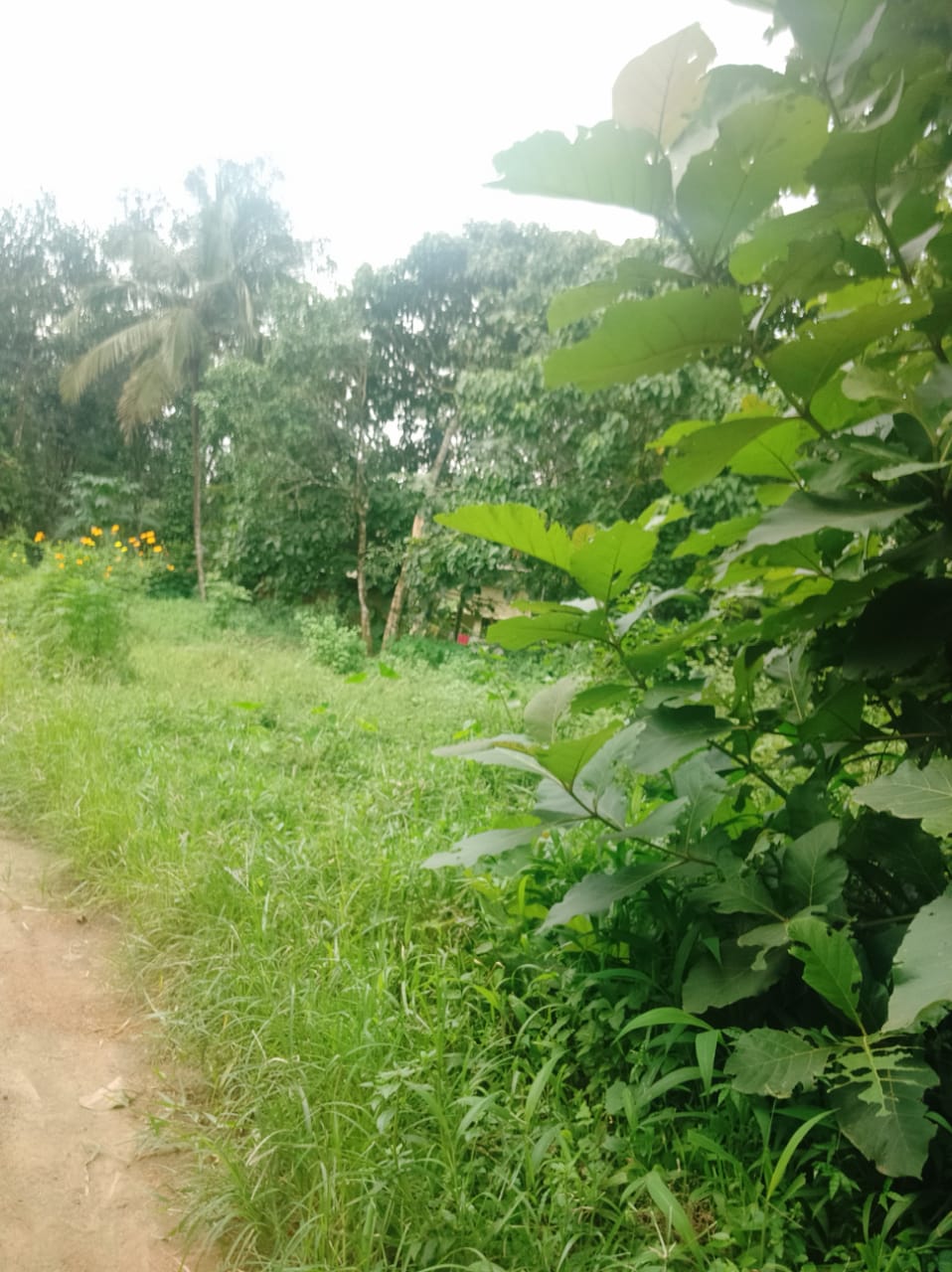 3BHK Semifurnished House1400sqft in Chottanikkara