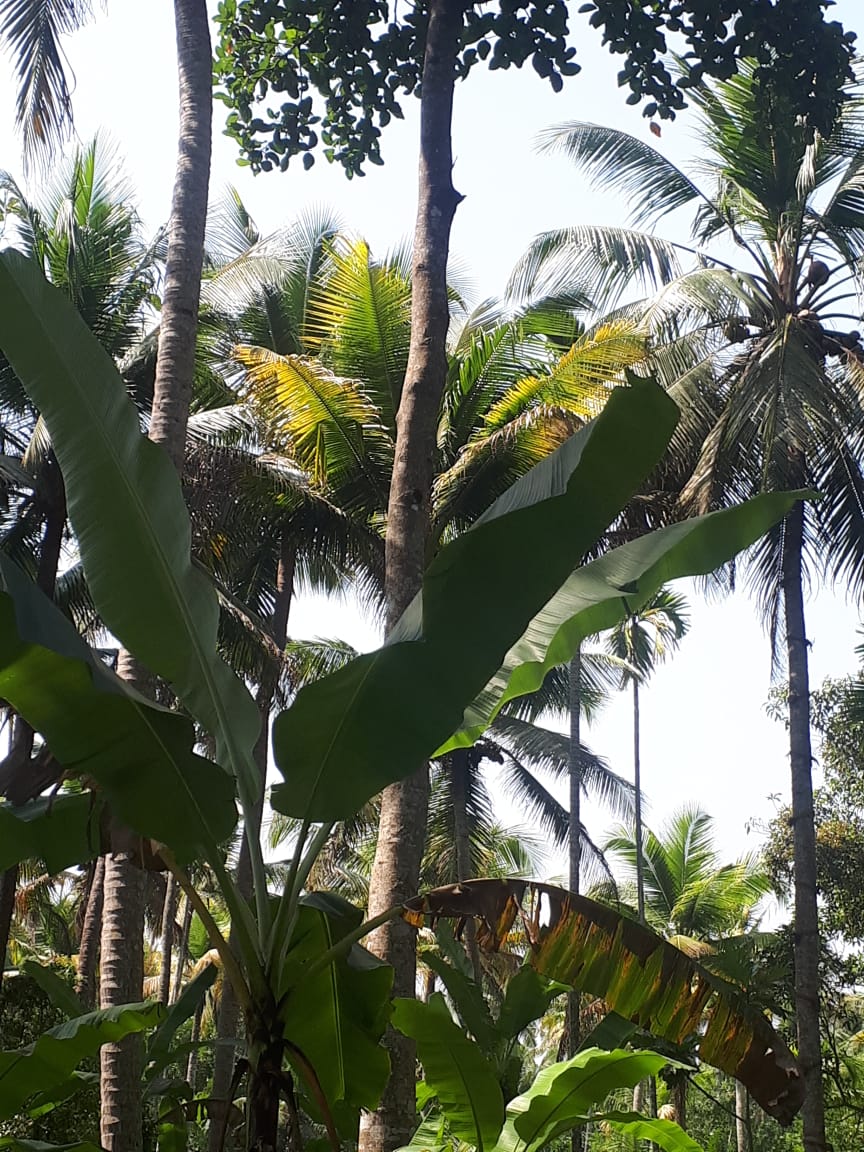4 Acres of Land - for sale in Kanjiraramtom, Kochi ( Ernakulam ), Kerala