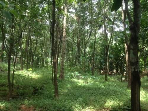 1.40 Acres  of Land - for sale in Kanjirappilly Kottayam, Kottayam, Kerala