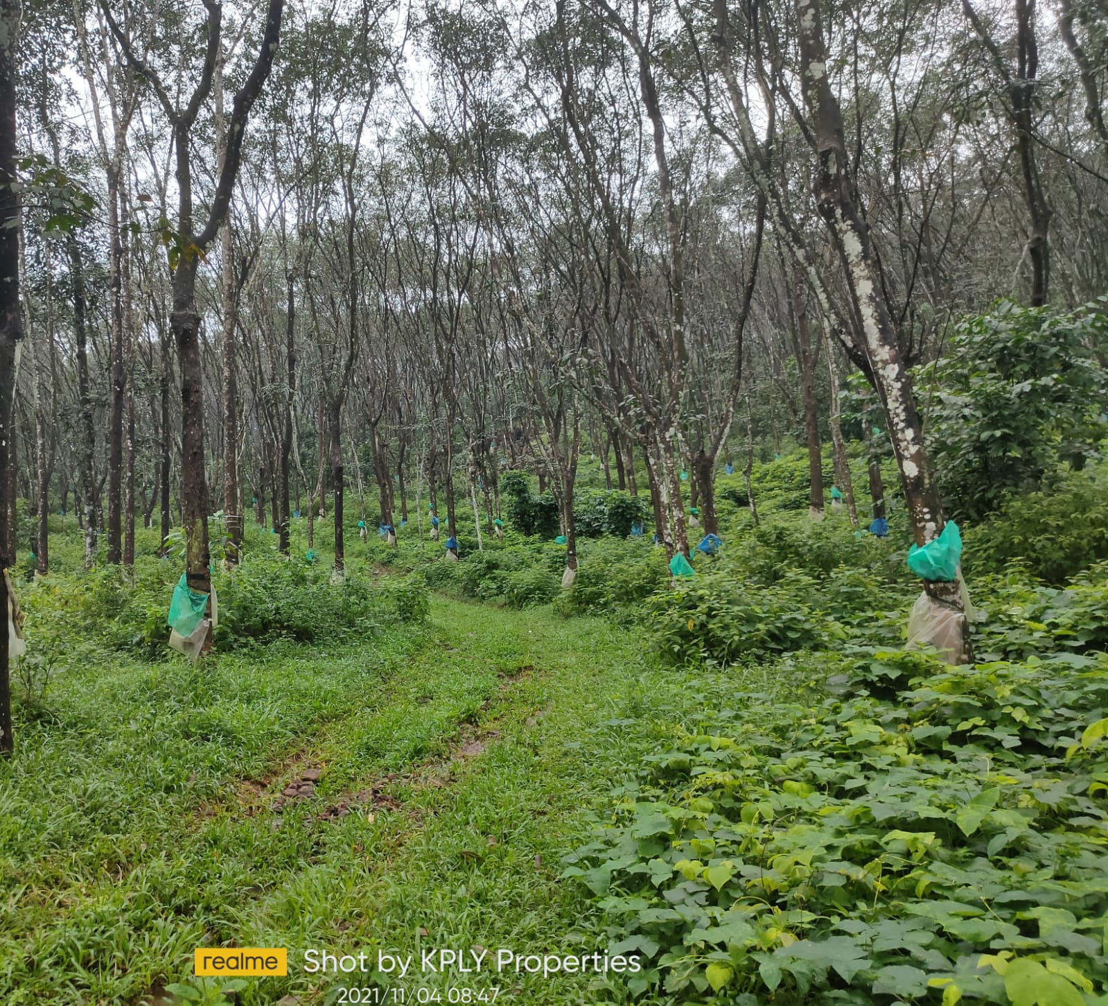 33 Acres of Rubber Plantation - for sale in Kanjirappally Kottayam, Kottayam, Kerala