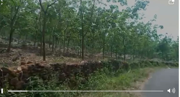 34 Acres of Rubber Plantation for sale.