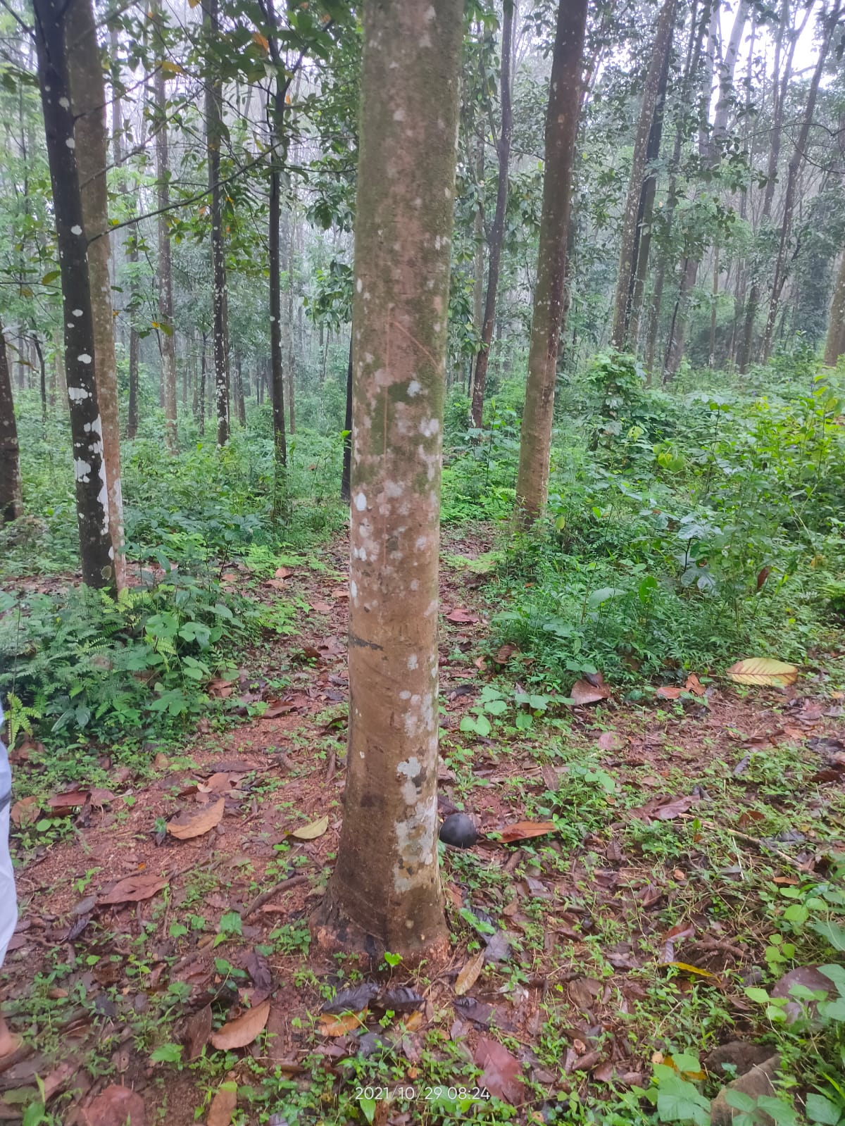 92 Cent of Land - for sale in Kanjirappally Kottayam, Kottayam, Kerala