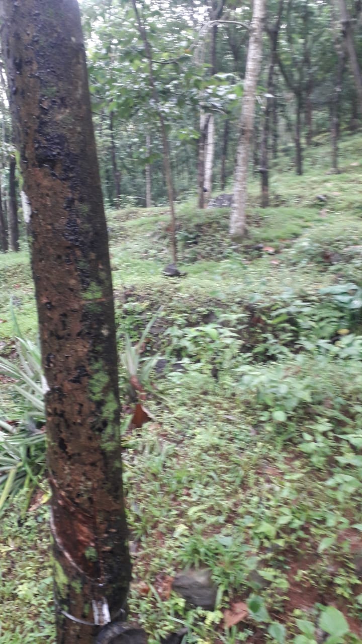 1900sqft, 4BHKBrandnew Villa in Peringala, Pallikkara - for sale in pallikkara, Kochi ( Ernakulam ), Kerala