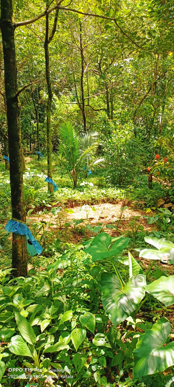 6cent of Residential Plot in Eruvely, Chottanikara