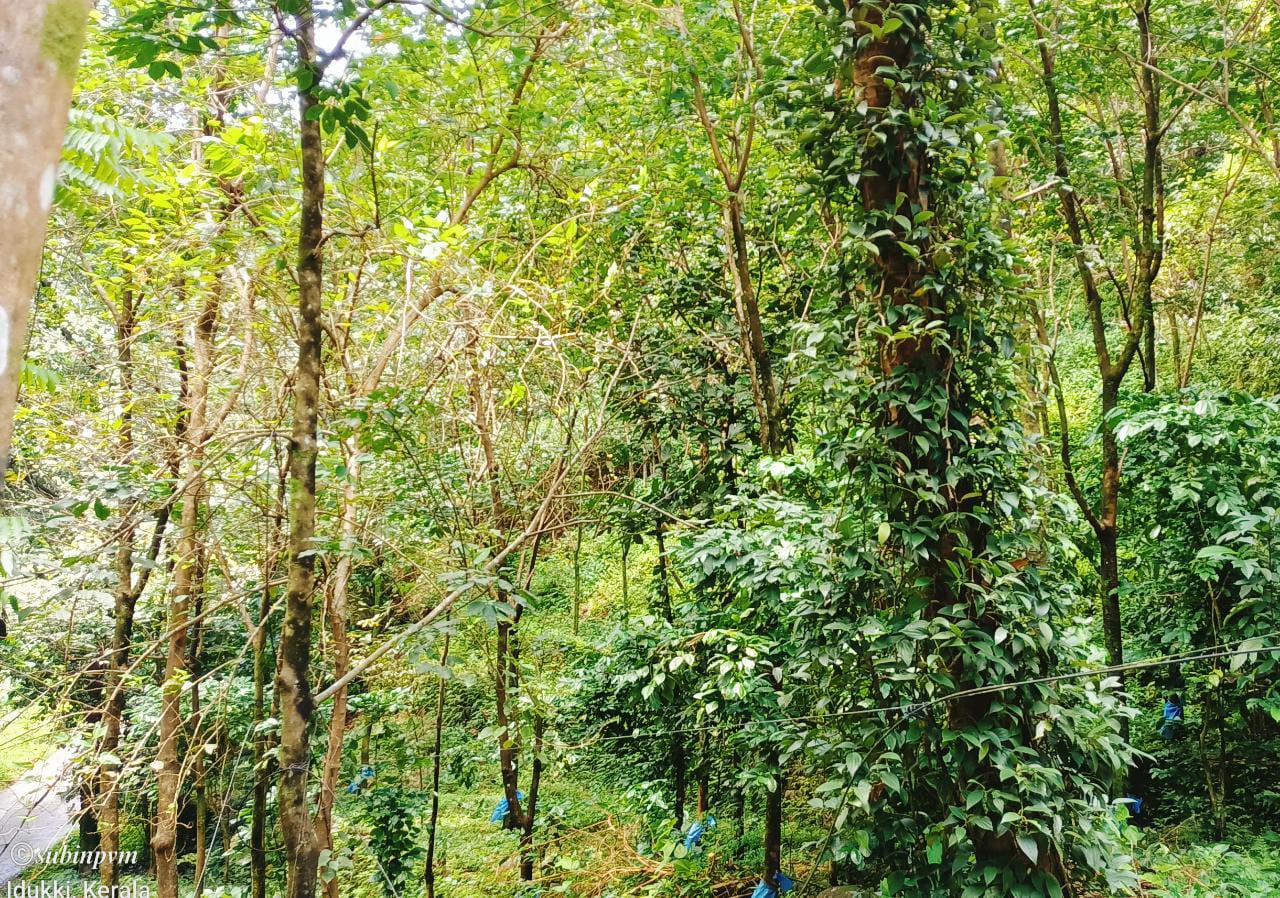 6cent of Residential Plot in Eruvely, Chottanikara
