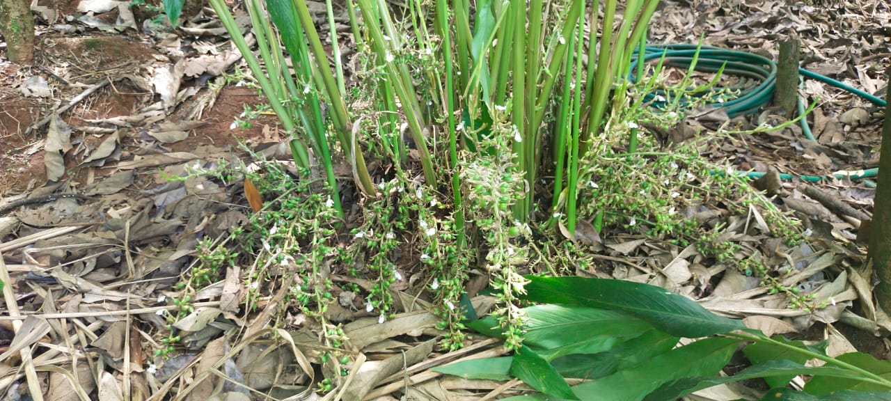 4 Acre Cardamom Plantation with 2000 Sqft House for sale - for sale in Erattayar, Idukki, Kerala