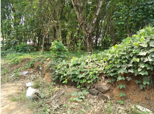 65 Cent Land for sale. - for sale in Kizhakkambalamernakulam, 18, Kerala