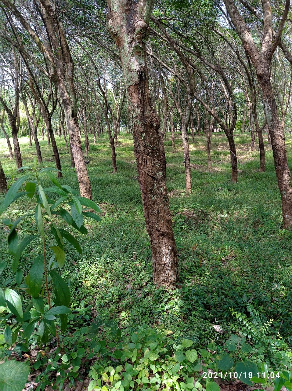 1.5Acres of Land Chathannur, Kollam