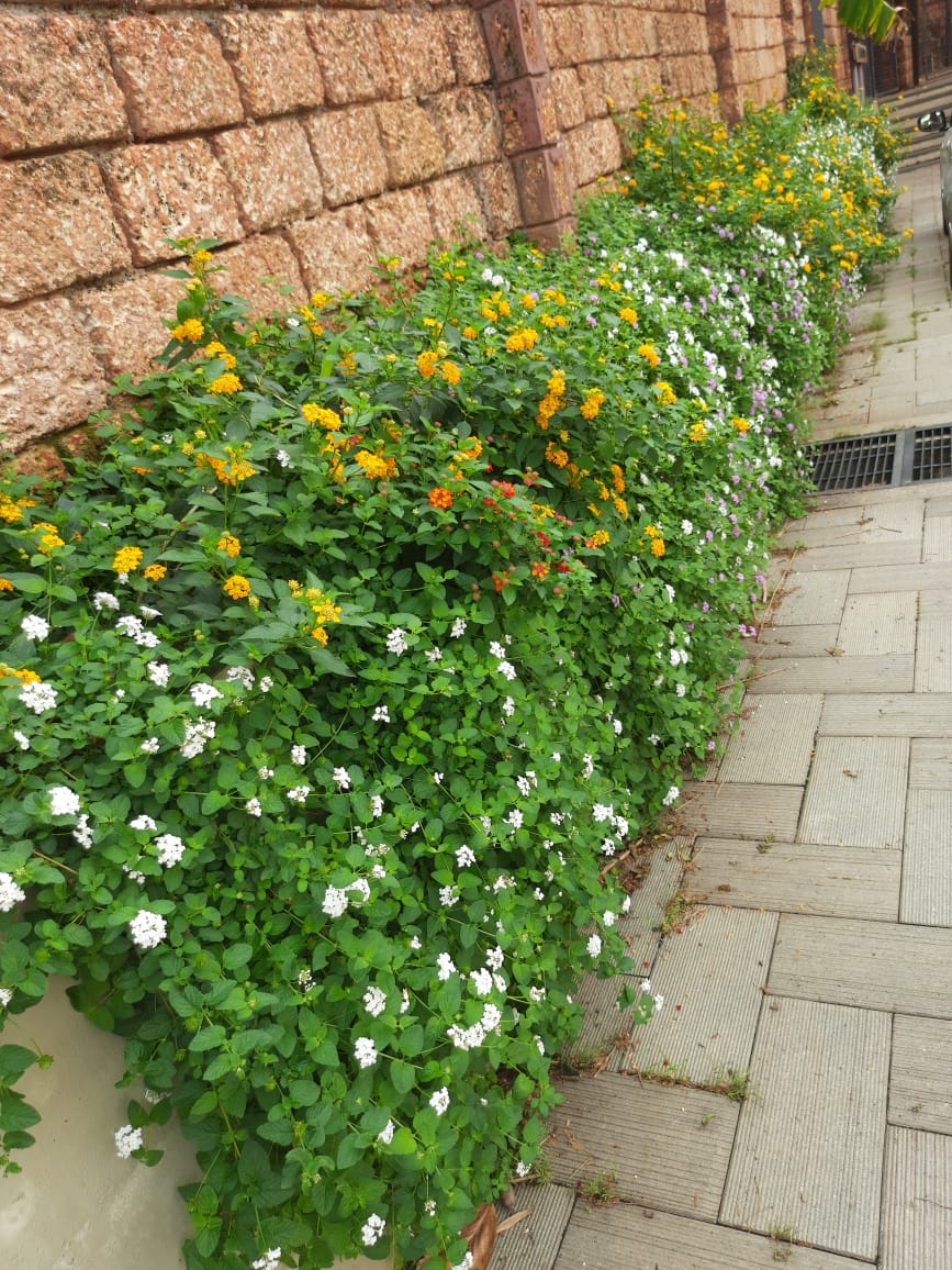 2BHK Fully Furnished Flat in kangarappady, Kakkanad,870sqft