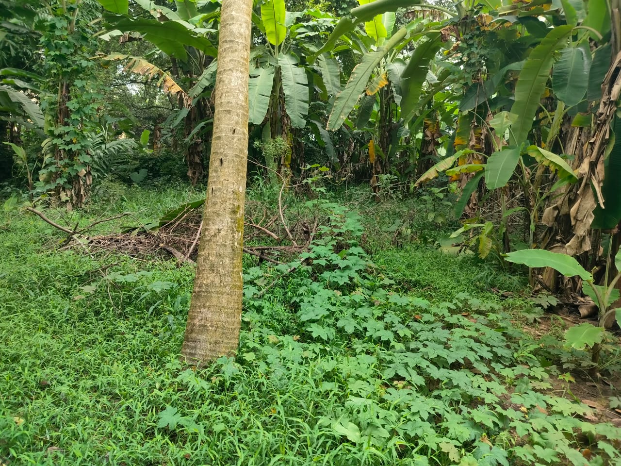 70 cents of Commercial property - for sale in Manganam, Kottayam, Kerala