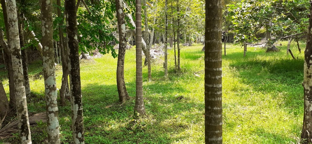 16cent of Commercial Land in Kadavanthra - for sale in Kadavanthra, Kochi ( Ernakulam ), Kerala